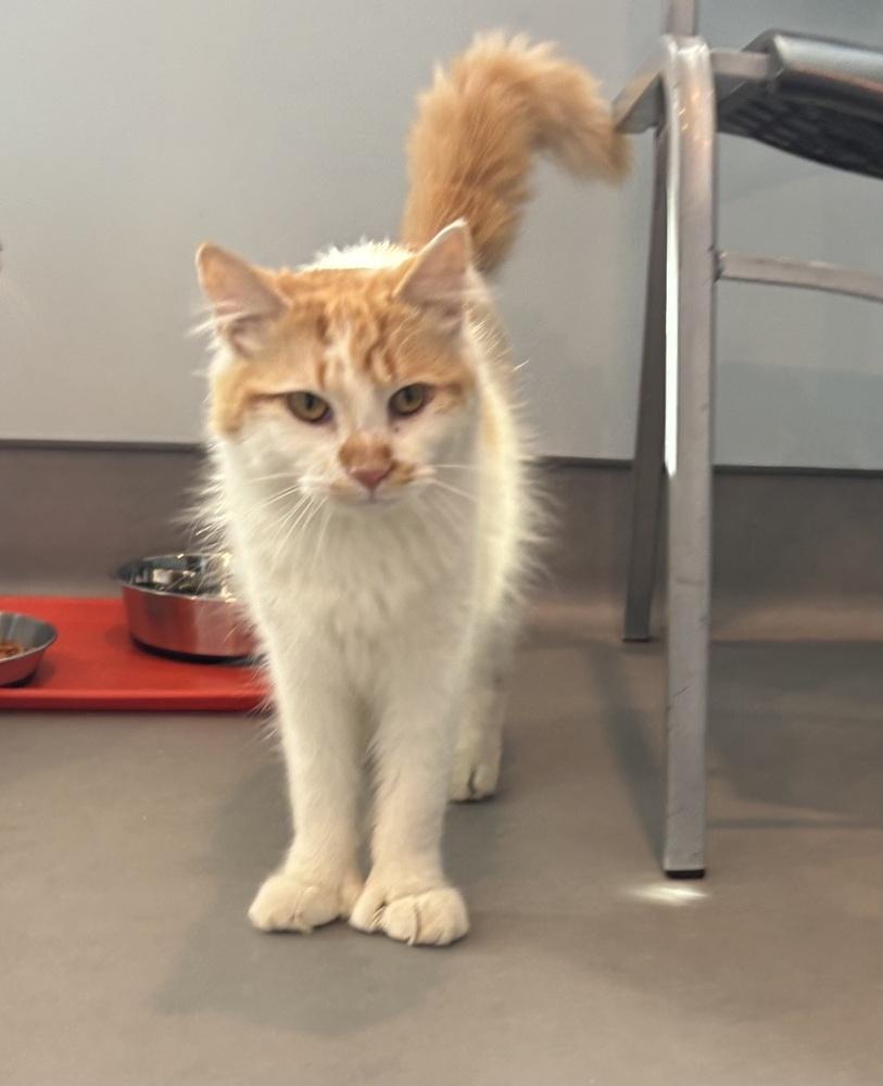 Captain Trigger Fingers, Adoptable, Adult Male Domestic Medium Hair.