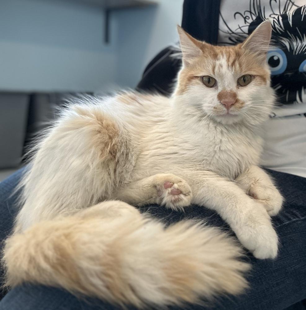 Enlarge Captain Trigger Fingers, a Adoptable mixed breed in Norristown, PA image 2/4