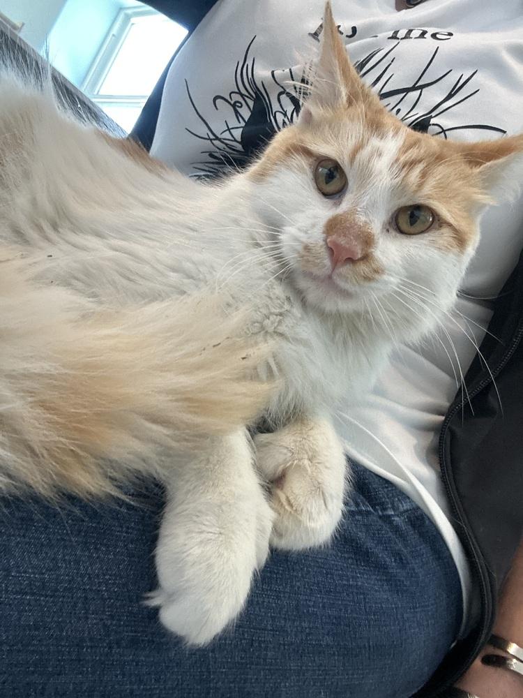 Enlarge Captain Trigger Fingers, a Adoptable mixed breed in Norristown, PA image 4/4