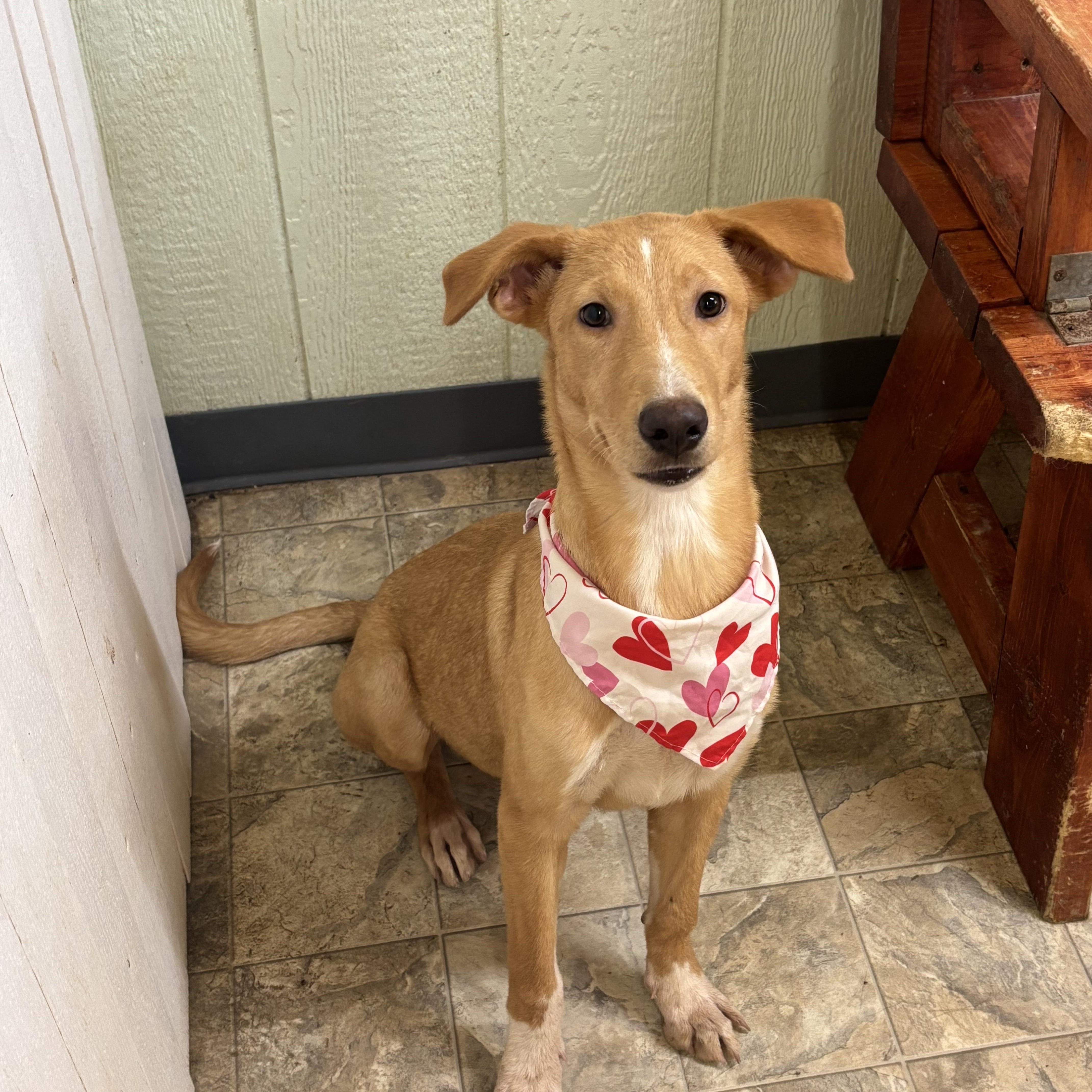 Skye, a Adoptable mixed breed in Pilot Point, TX image 1/2