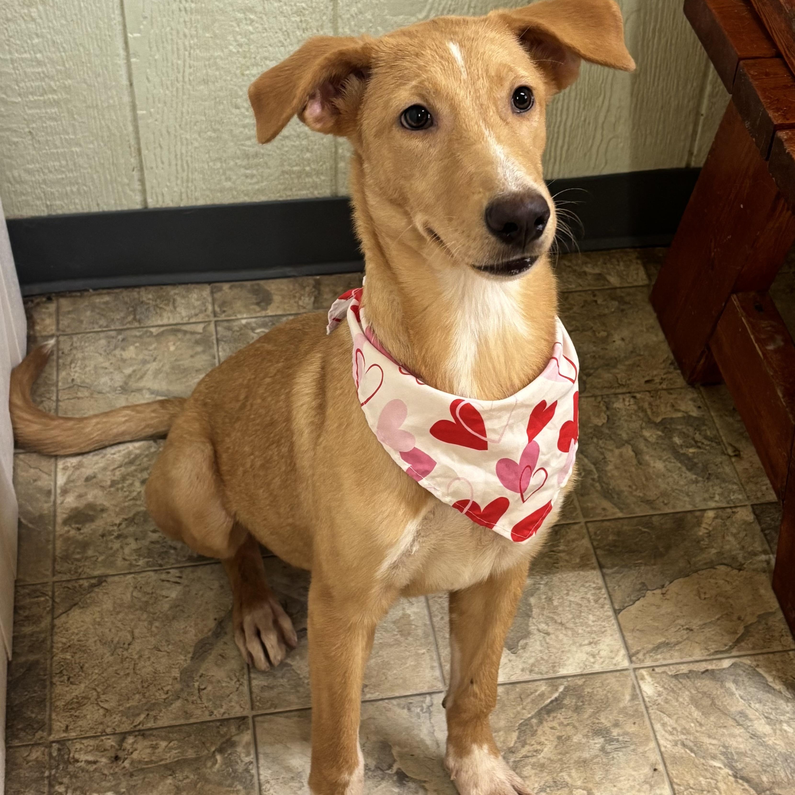 Skye, a Adoptable mixed breed in Pilot Point, TX image 2/2