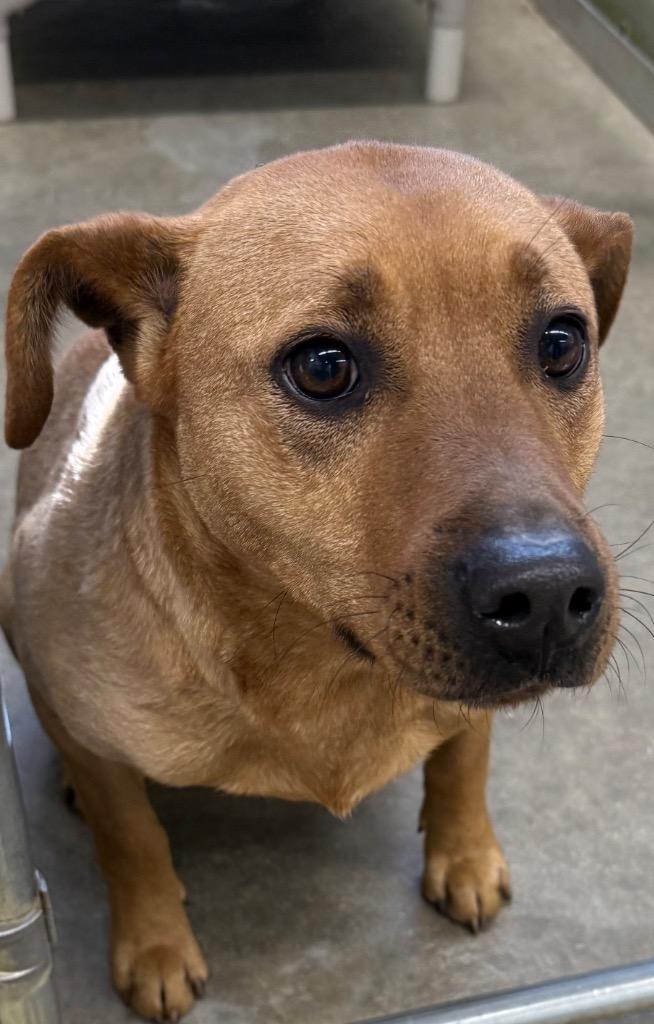 April, Adopted, Adult Female Mixed Breed.