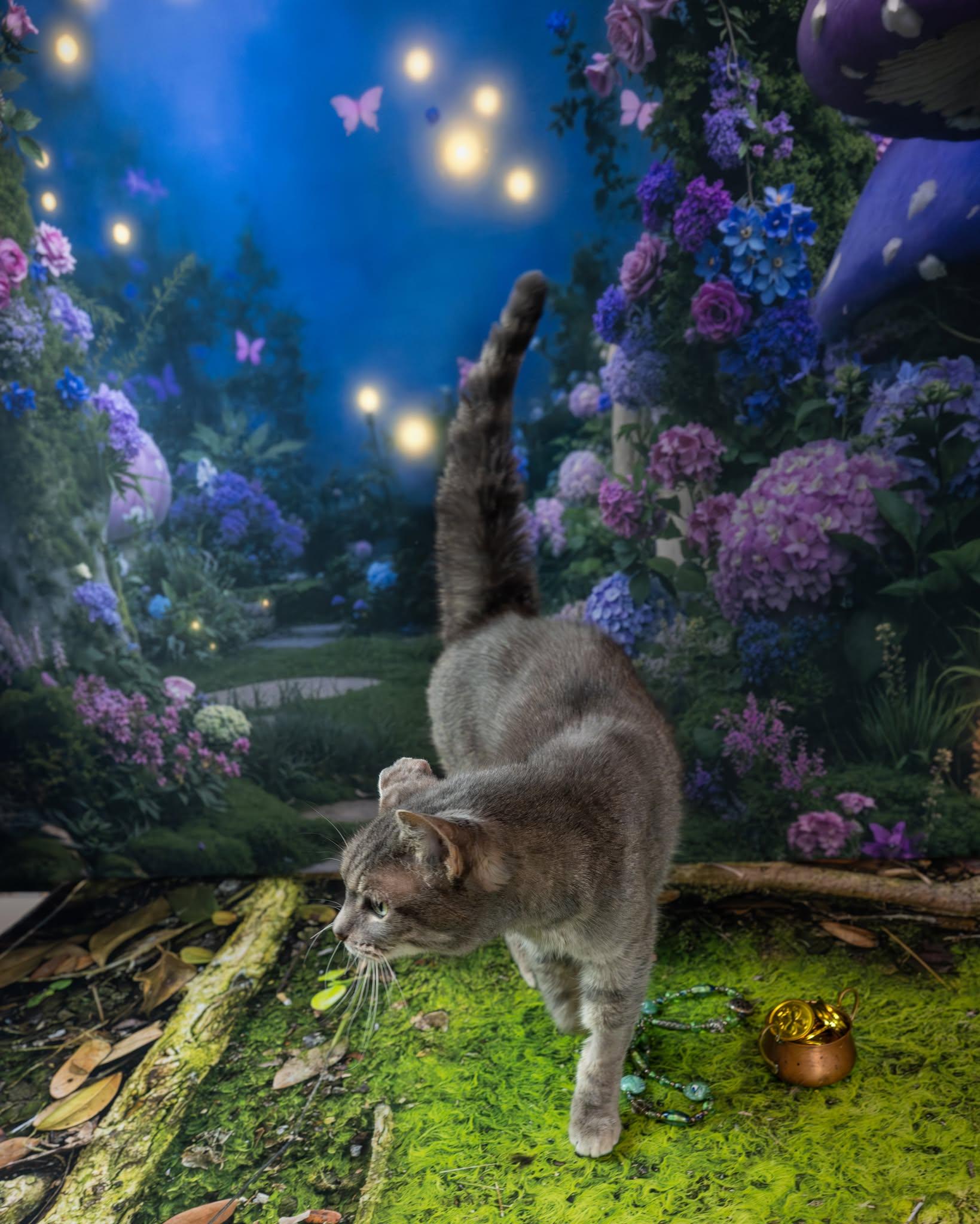 Patsy, an adoptable Domestic Short Hair in Lapeer, MI image 2/5