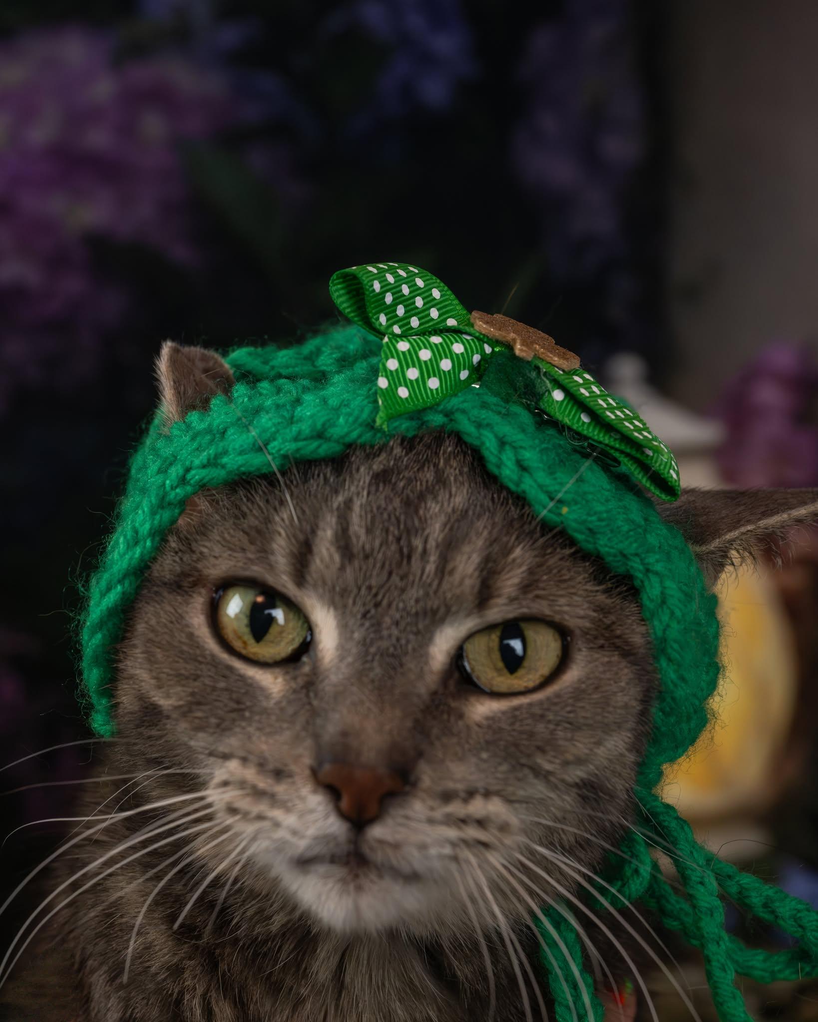 Patsy, an adoptable Domestic Short Hair in Lapeer, MI image 4/5