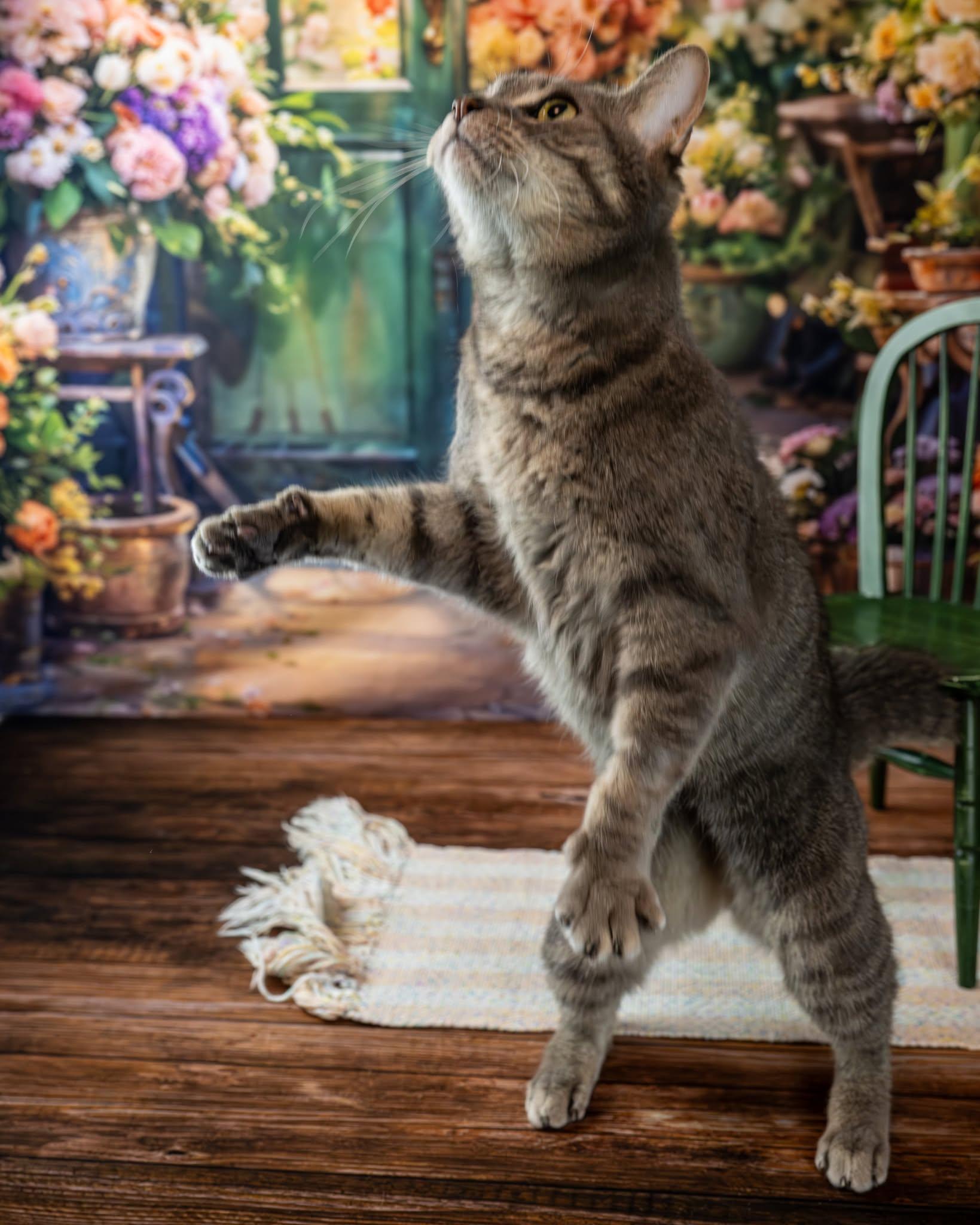 Enlarge Patsy, an adoptable Domestic Short Hair in Lapeer, MI image 5/6