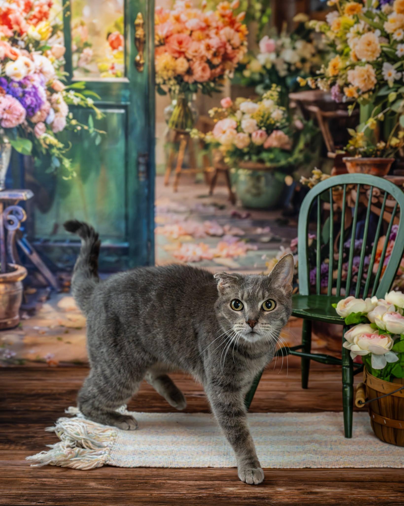 Enlarge Patsy, an adoptable Domestic Short Hair in Lapeer, MI image 1/6