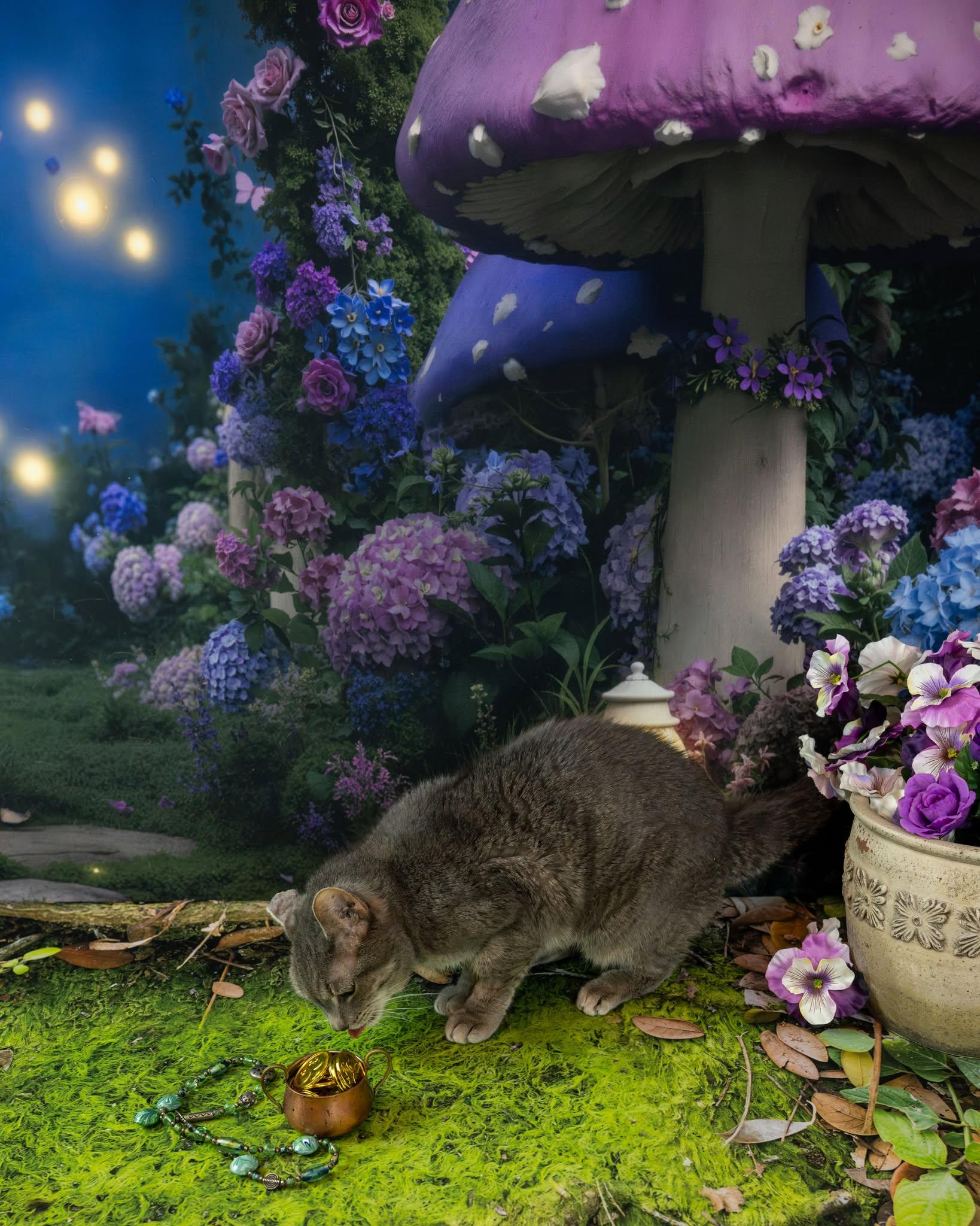 Patsy, an adoptable Domestic Short Hair in Lapeer, MI image 1/5