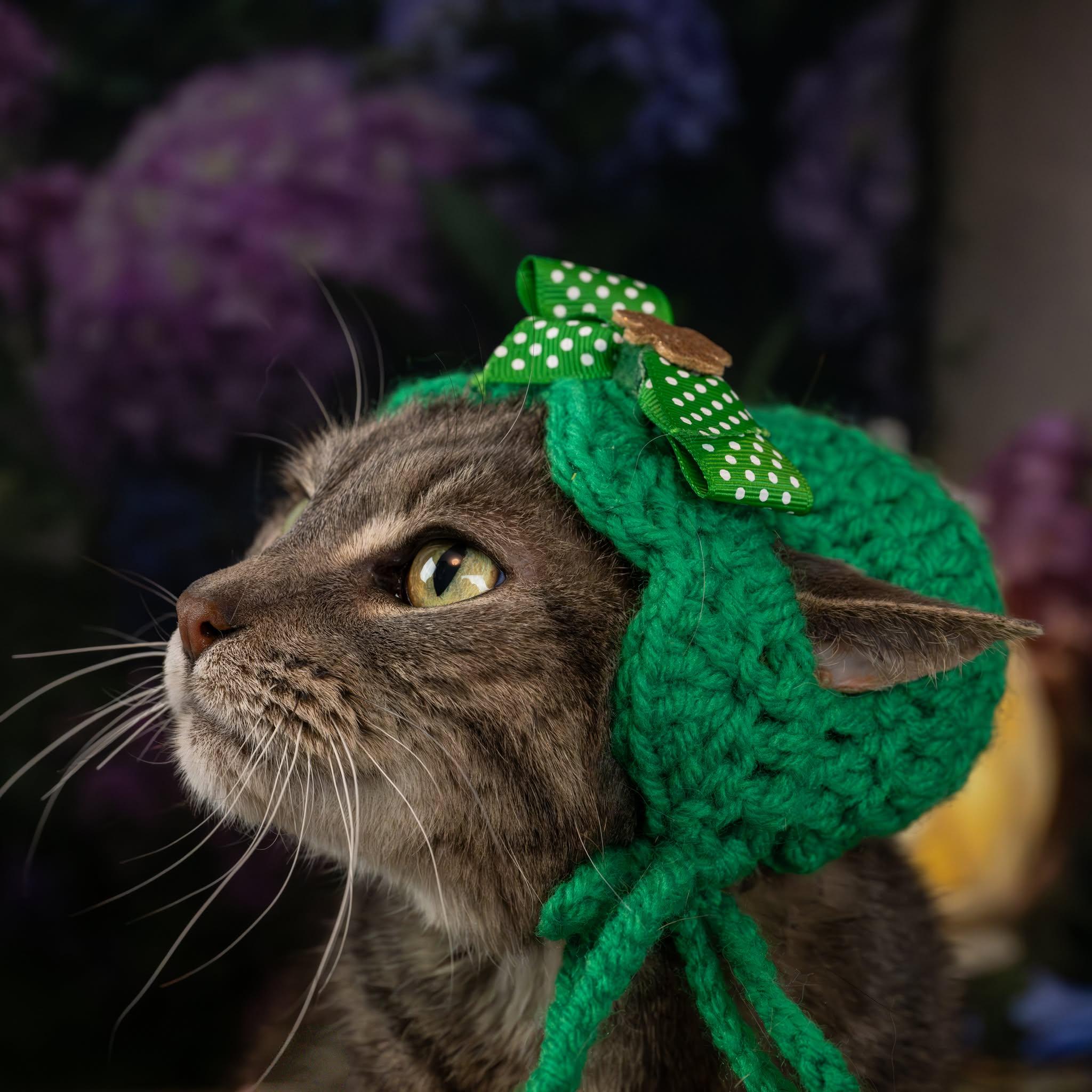 Patsy, an adoptable Domestic Short Hair in Lapeer, MI image 3/5