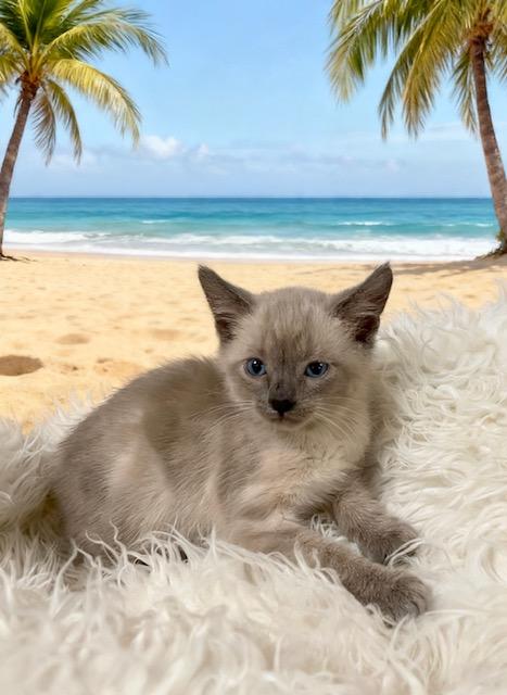 Tiana, Adoptable, Kitten Female Siamese.