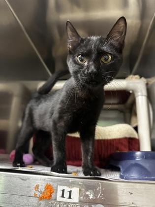 Enlarge Ms. Cole, an adopted Domestic Short Hair in North Myrtle Beach, SC image 5/6