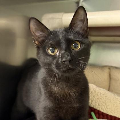 Enlarge Ms. Cole, an adopted Domestic Short Hair in North Myrtle Beach, SC image 4/6