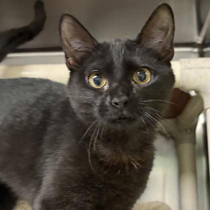 Enlarge Ms. Cole, an adopted Domestic Short Hair in North Myrtle Beach, SC image 2/6