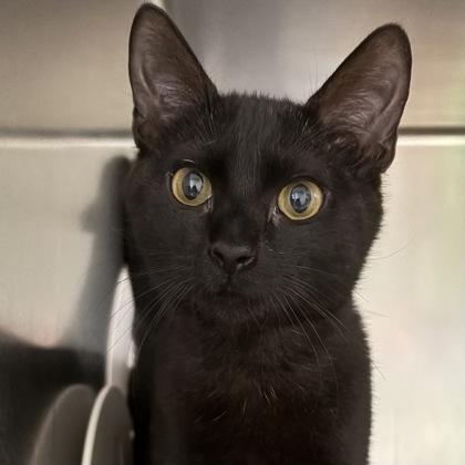 Ms. Cole, adopted, Young Female Domestic Short Hair.