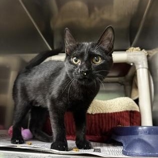 Enlarge Ms. Cole, an adopted Domestic Short Hair in North Myrtle Beach, SC image 6/6