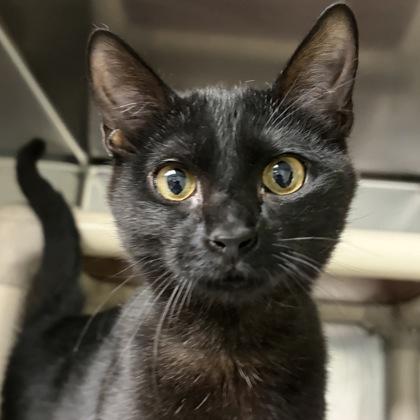 Enlarge Ms. Cole, an adopted Domestic Short Hair in North Myrtle Beach, SC image 3/6