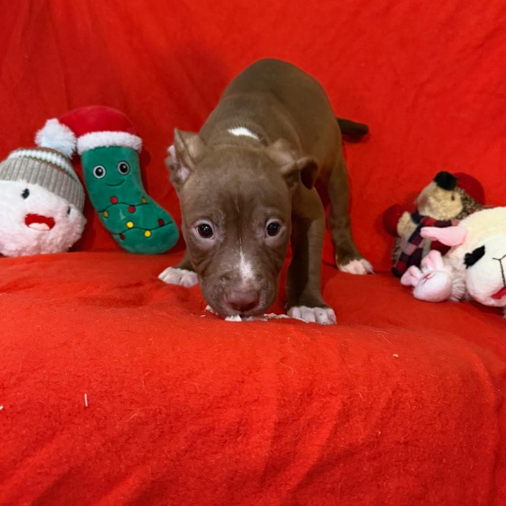 Gravy, Adoptable, Puppy Male Mixed Breed.