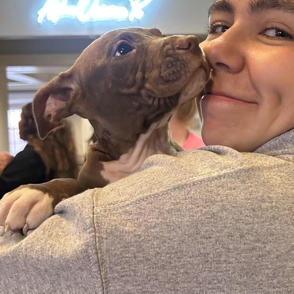 Enlarge Gravy, a Adoptable Mixed Breed in Rockville, MD image 2/3