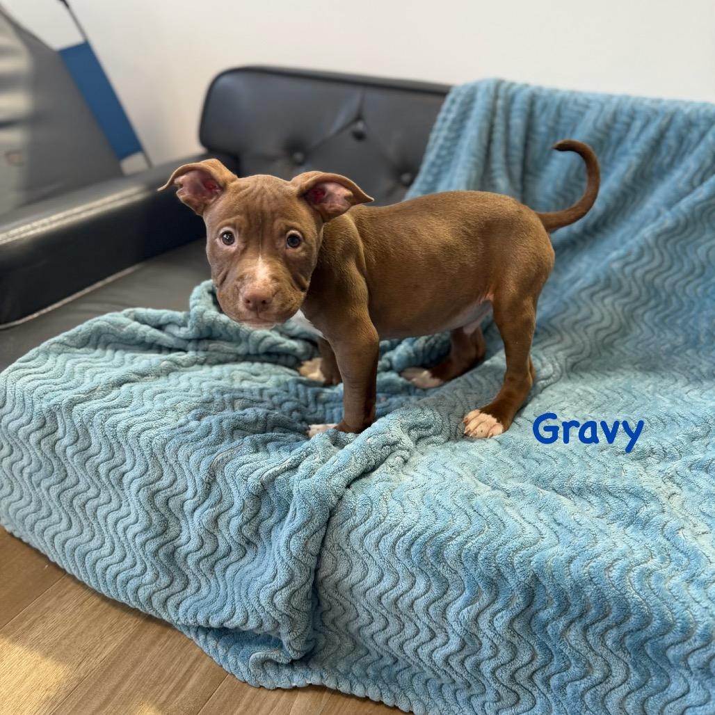 Enlarge Gravy, a Adoptable Mixed Breed in Rockville, MD image 3/3