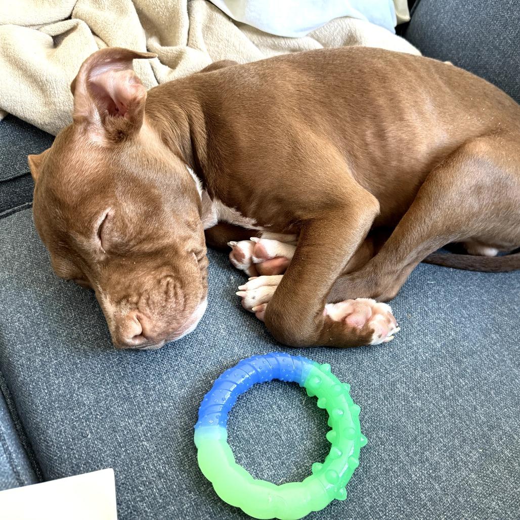 Enlarge Gravy, a Adoptable Mixed Breed in Rockville, MD image 4/6