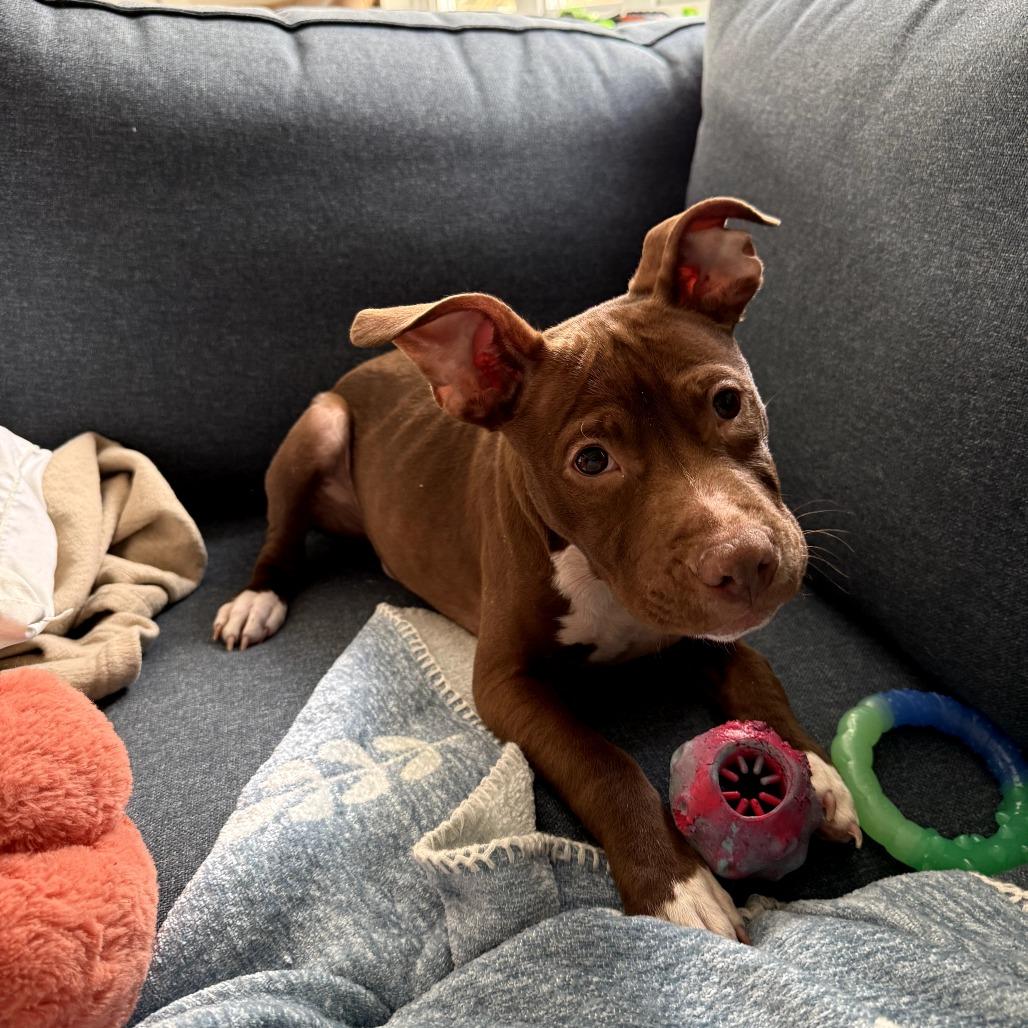 Enlarge Gravy, a Adoptable Mixed Breed in Rockville, MD image 5/6