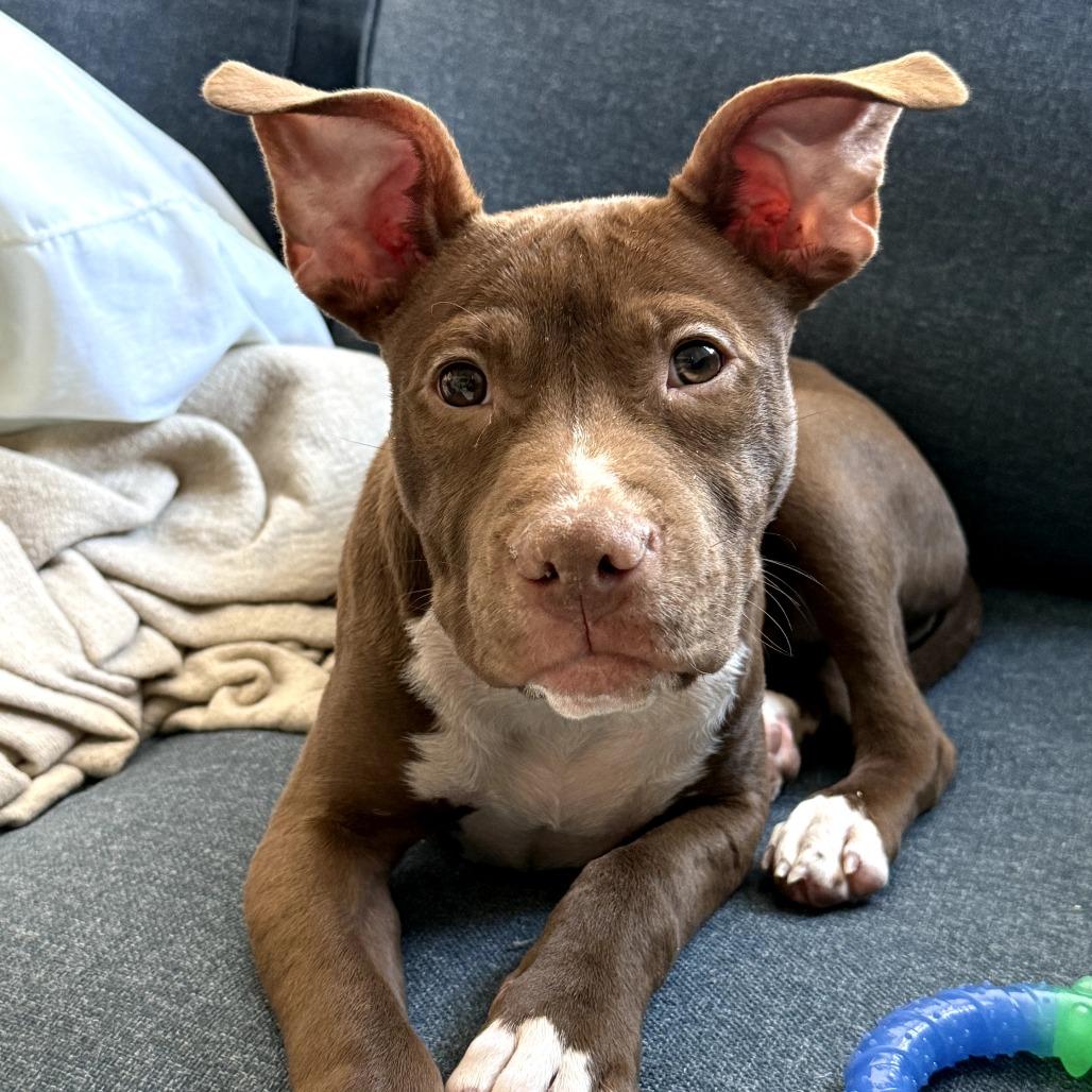 Enlarge Gravy, a Adoptable Mixed Breed in Rockville, MD image 6/6