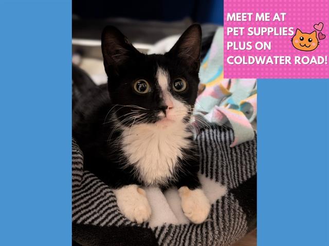 Enlarge HAZEL, a Adoptable Domestic Short Hair in Fort Wayne, IN image 1/1