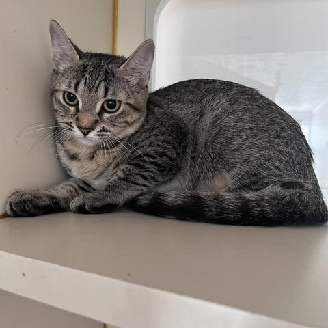 Enlarge Casey Dia, a Adoptable Domestic Short Hair in St. Louis, MO image 2/6