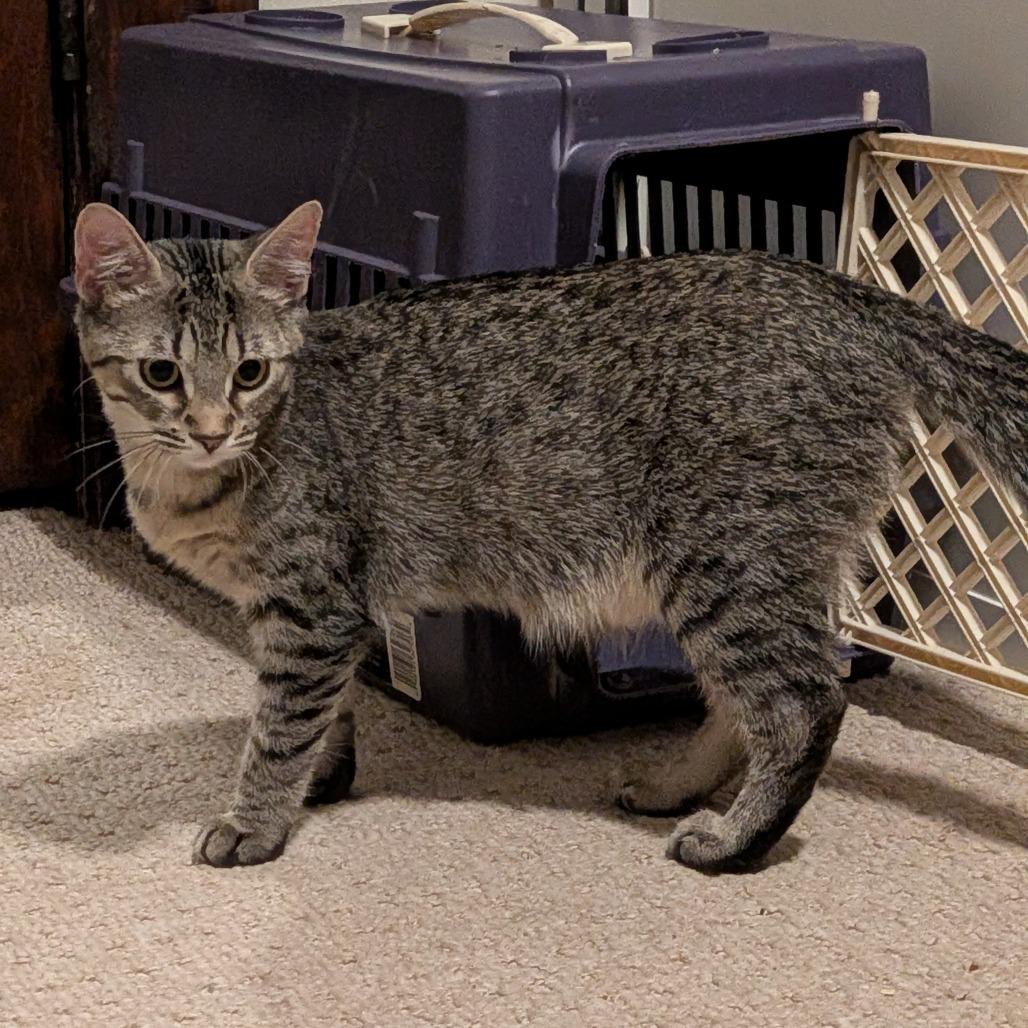 Enlarge Casey Dia, a Adoptable Domestic Short Hair in St. Louis, MO image 5/6