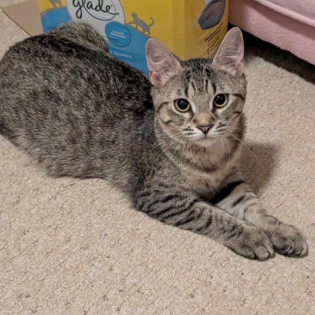 Enlarge Casey Dia, a Adoptable Domestic Short Hair in St. Louis, MO image 6/6