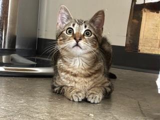 Enlarge Buffy Summers, an adopted Tabby in Los Angeles, CA image 2/4