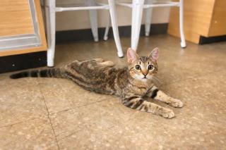 Enlarge Buffy Summers, an adopted Tabby in Los Angeles, CA image 1/4