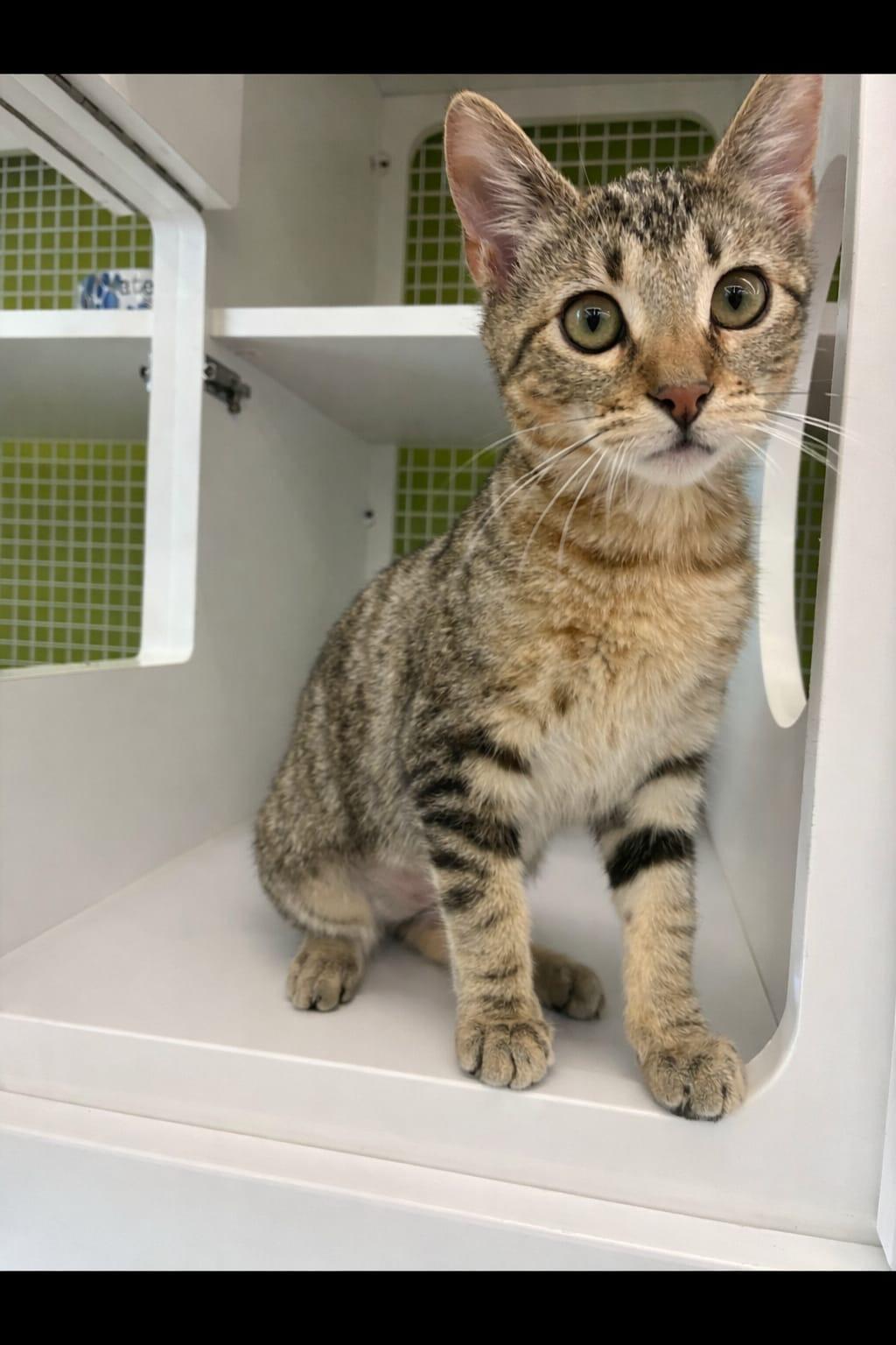 Enlarge Buffy Summers, an adopted Tabby in Los Angeles, CA image 3/4