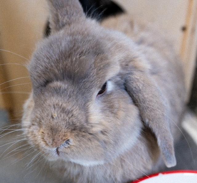 NIGEL, Adoptable, Senior Male American.