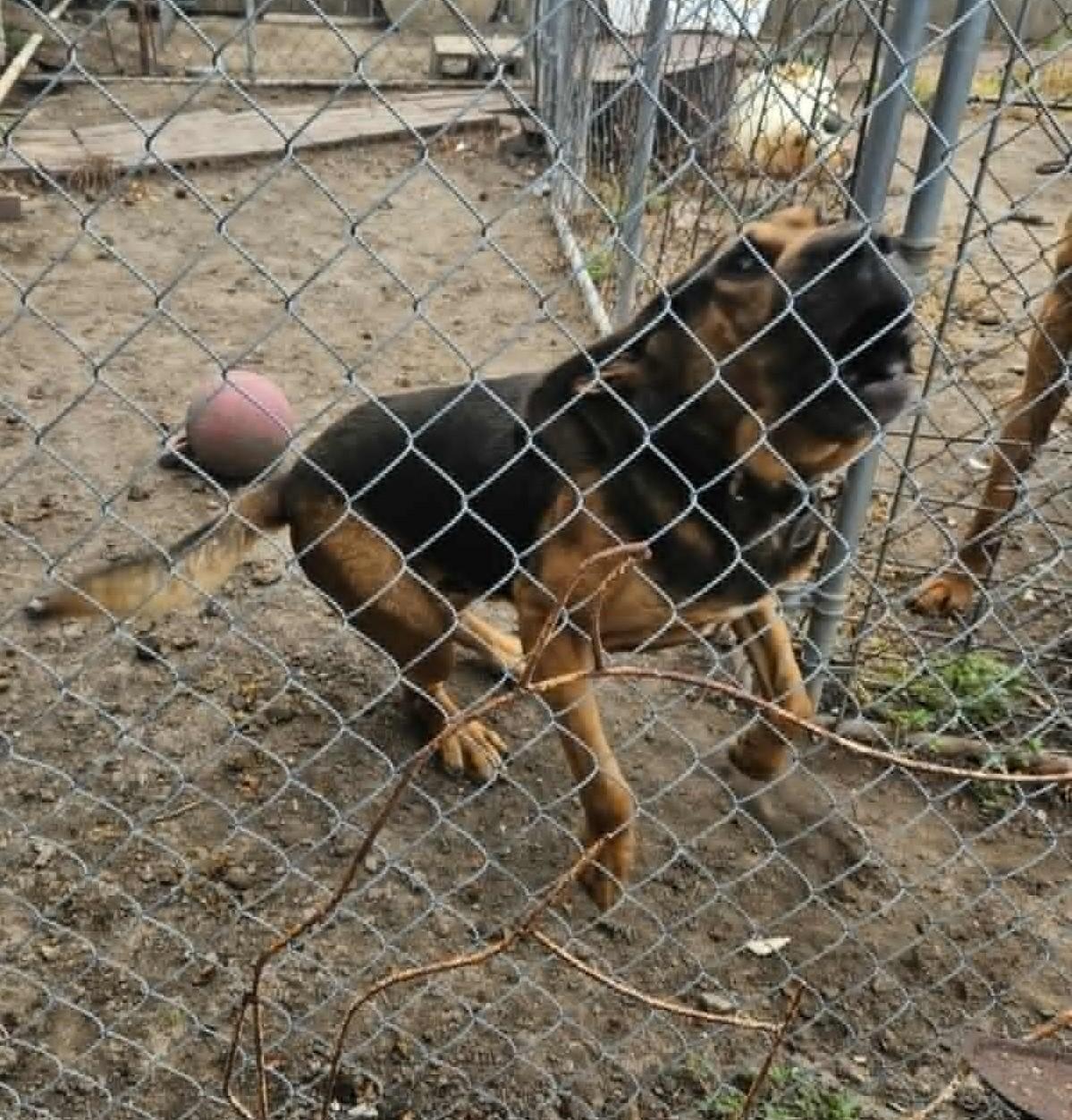 Enlarge Axle, an adopted Bloodhound in Dallas, TX image 2/3