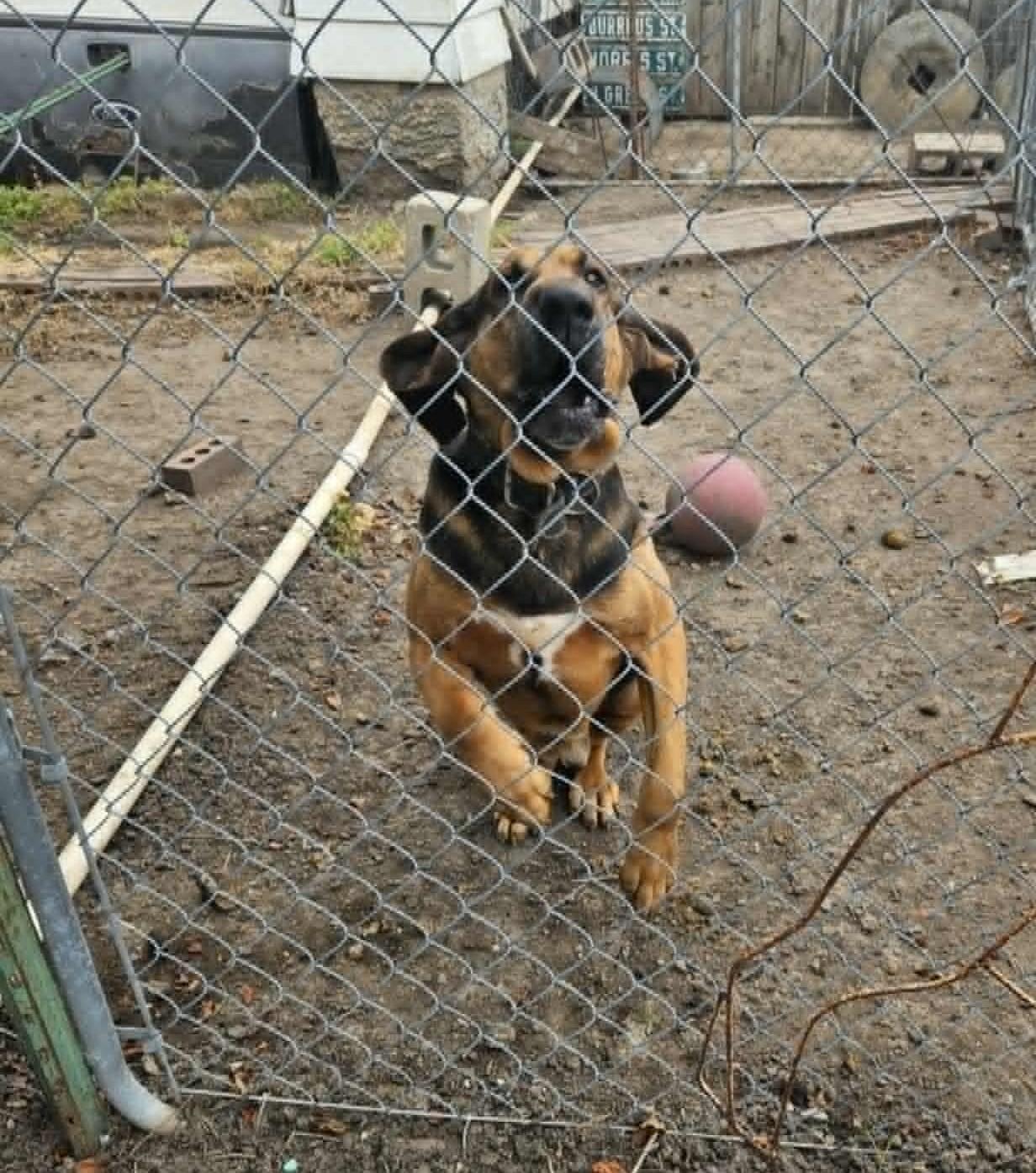 Enlarge Axle, an adopted Bloodhound in Dallas, TX image 3/3