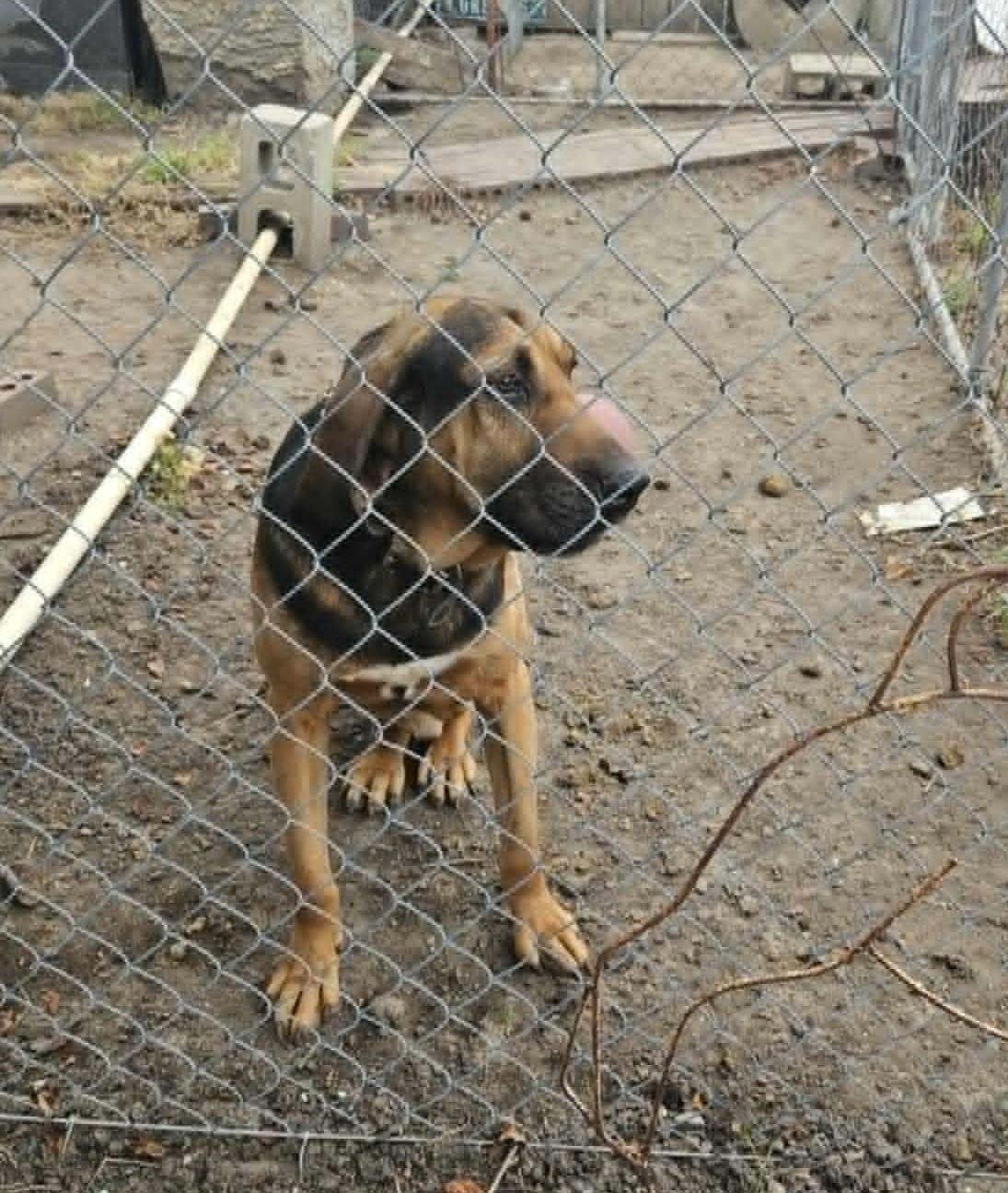 Enlarge Axle, an adopted Bloodhound in Dallas, TX image 1/3