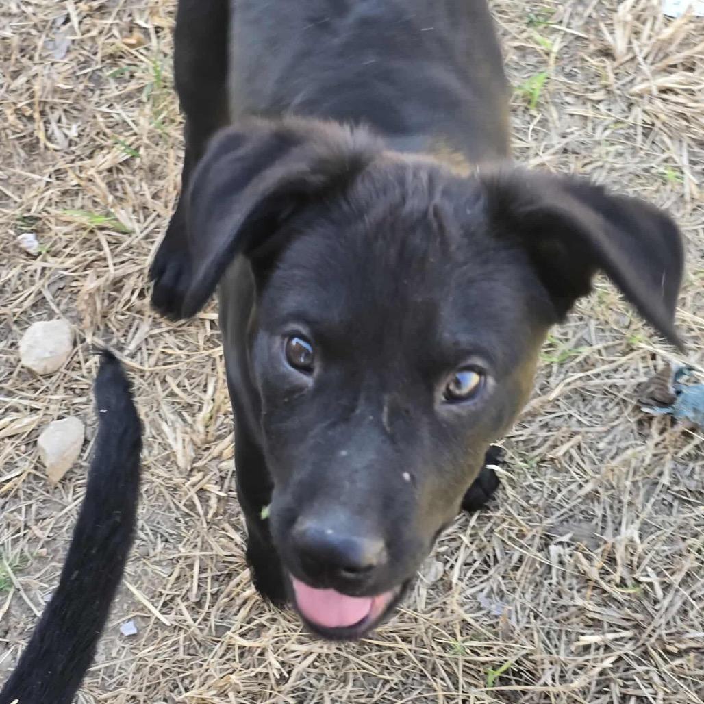 Goose — thumbnail 4