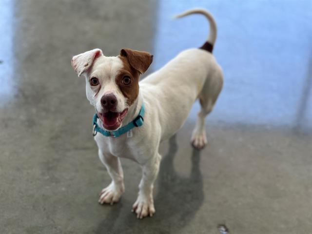 Enlarge LUCA, a Adoptable mixed breed in Santa Clara, CA image 1/1