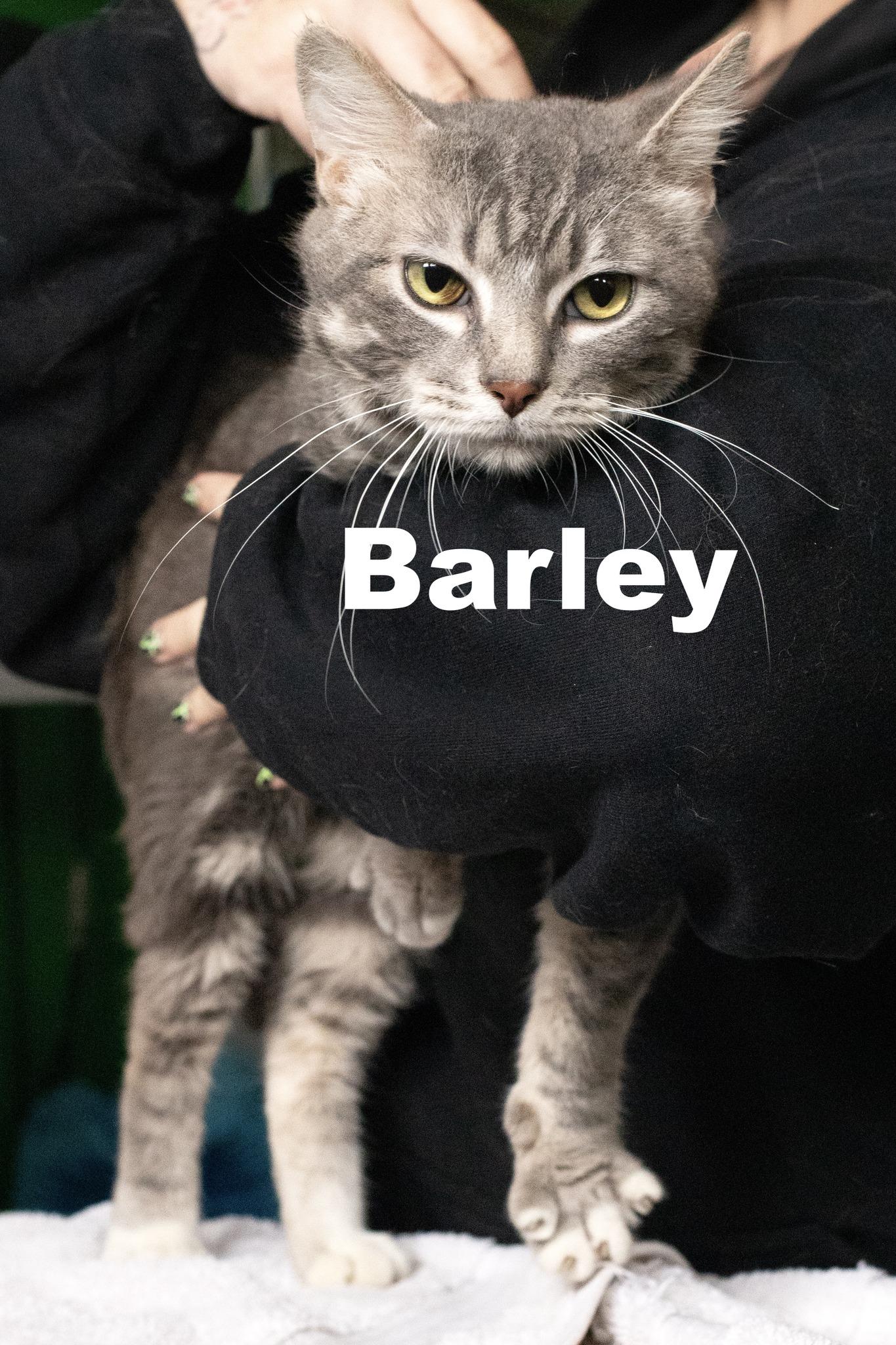 Barley, ADOPTABLE, Adult Male Tabby.