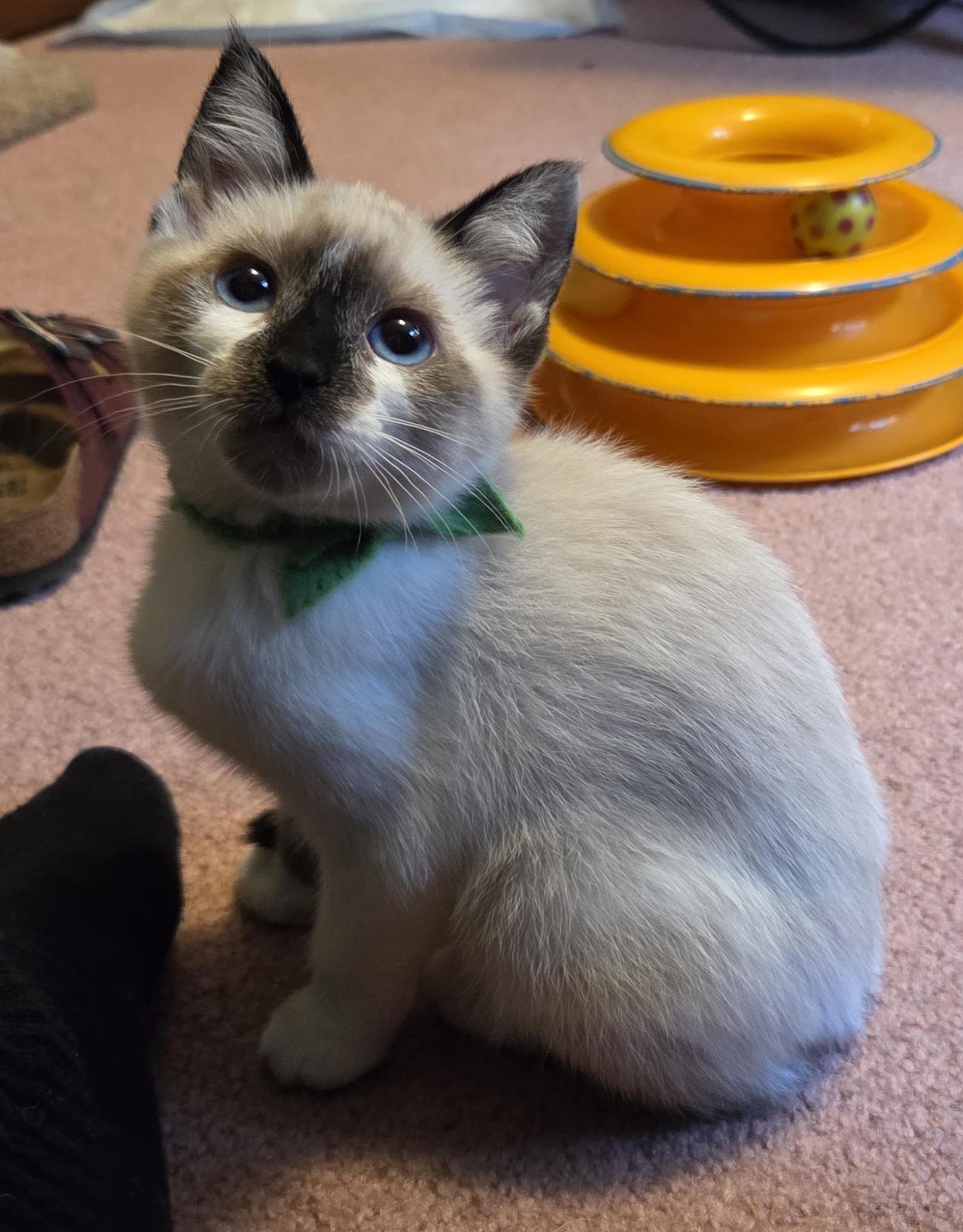 Enlarge Clarice, an adopted mixed breed in Tigard, OR image 1/3