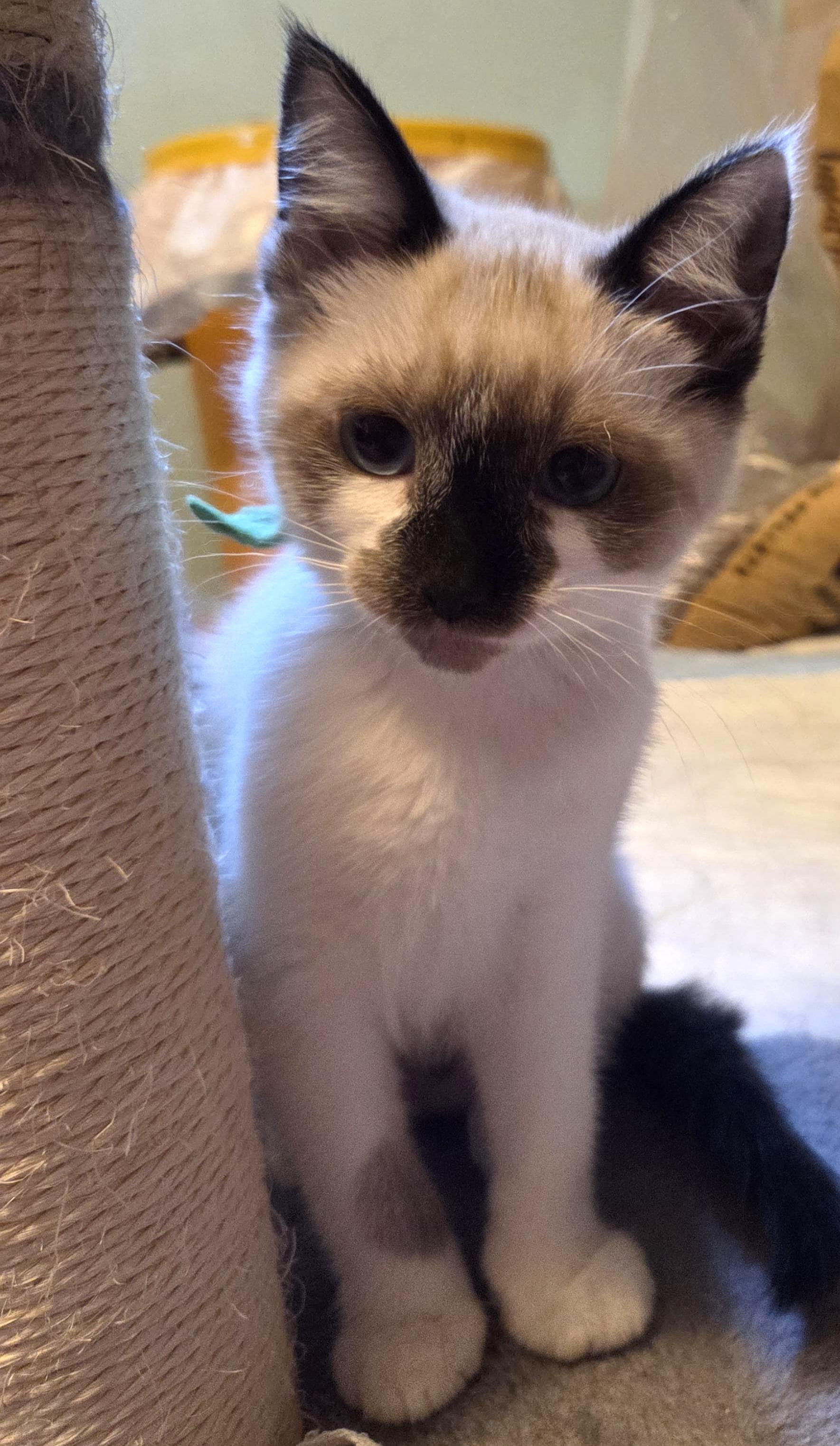 Enlarge Clarice, an adopted mixed breed in Tigard, OR image 2/3