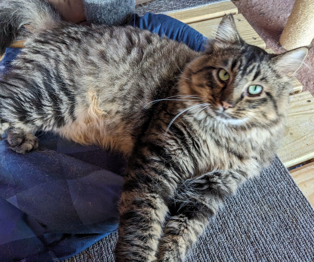 Smokey, a Adopted Maine Coon in Milbank, SD image 1/5