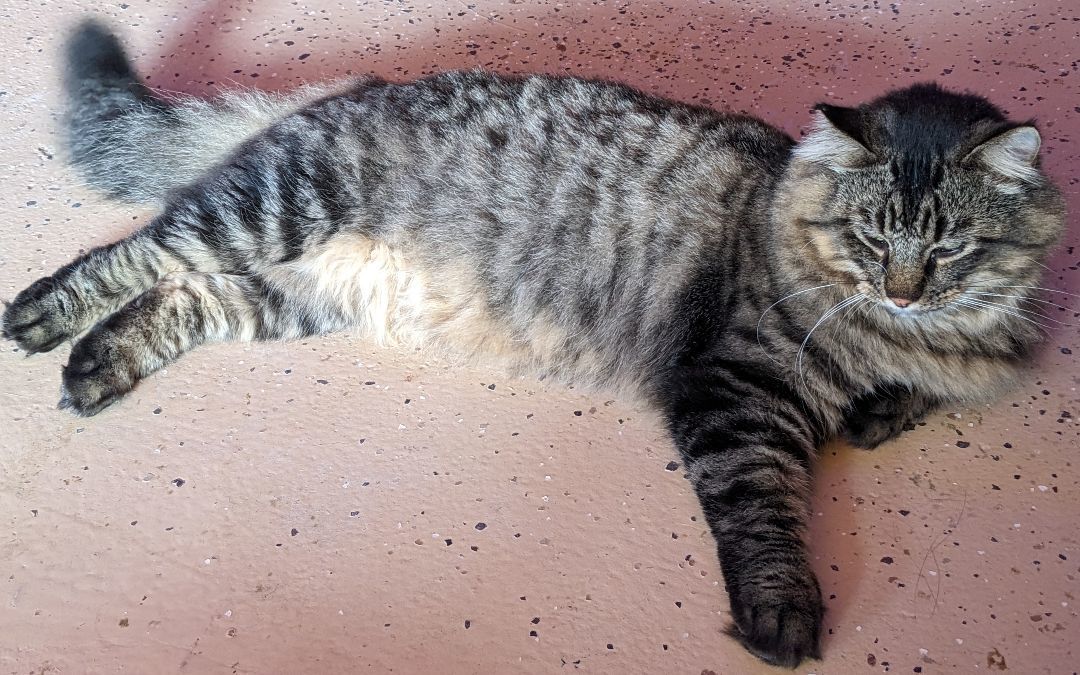 Smokey, a Adopted Maine Coon in Milbank, SD image 2/5