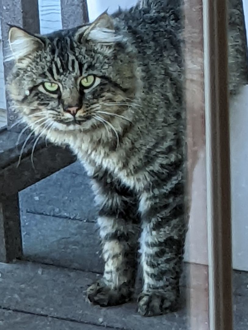 Smokey, a Adopted Maine Coon in Milbank, SD image 3/5