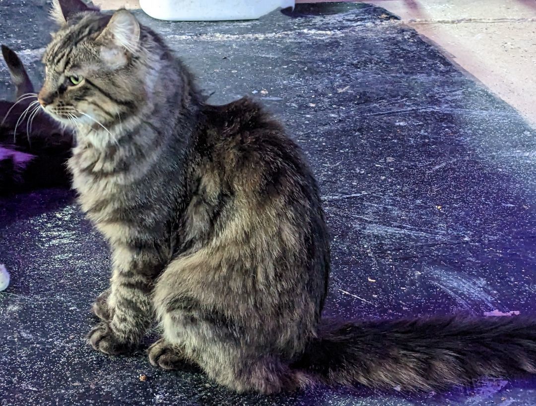 Smokey, a Adopted Maine Coon in Milbank, SD image 4/5