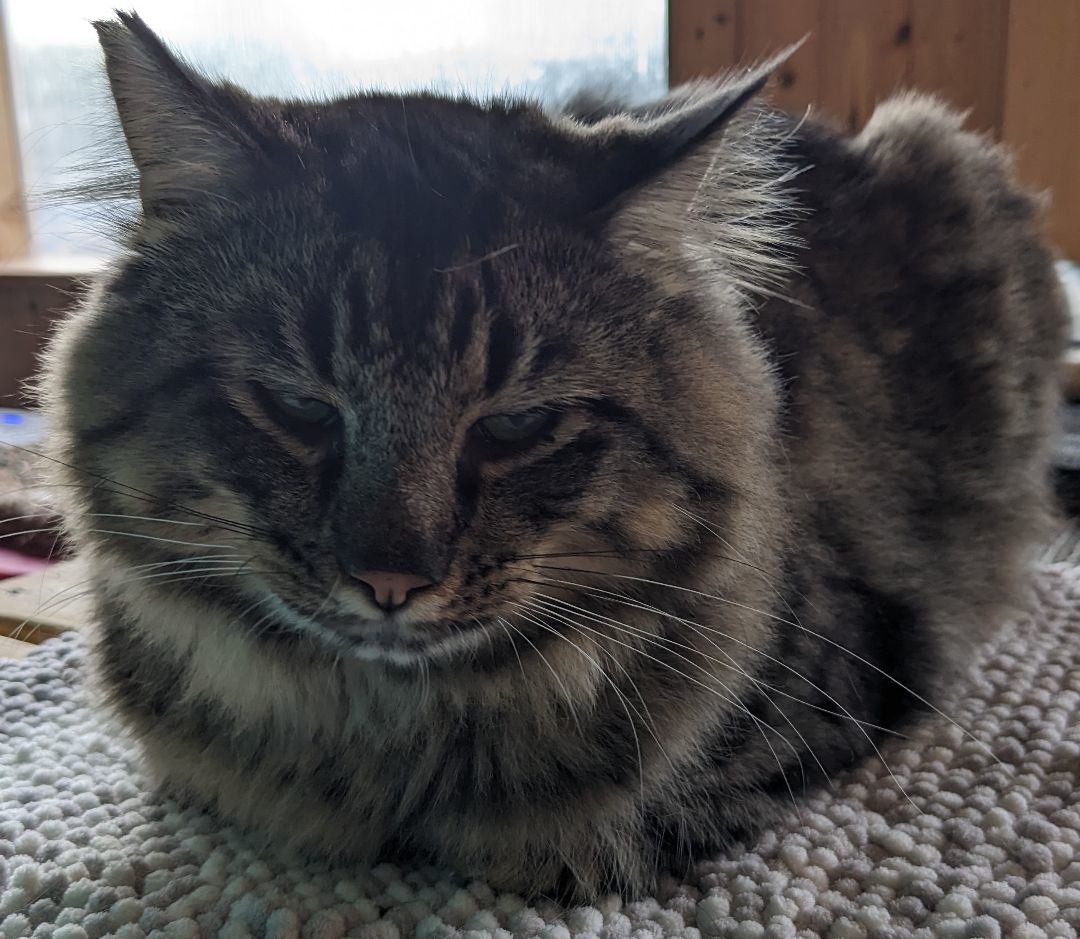 Smokey, a Adopted Maine Coon in Milbank, SD image 5/5