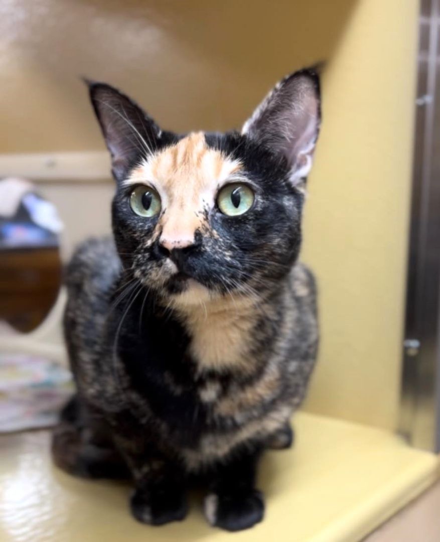 BEBE, a Adoptable mixed breed in HEMET, CA image 2/6