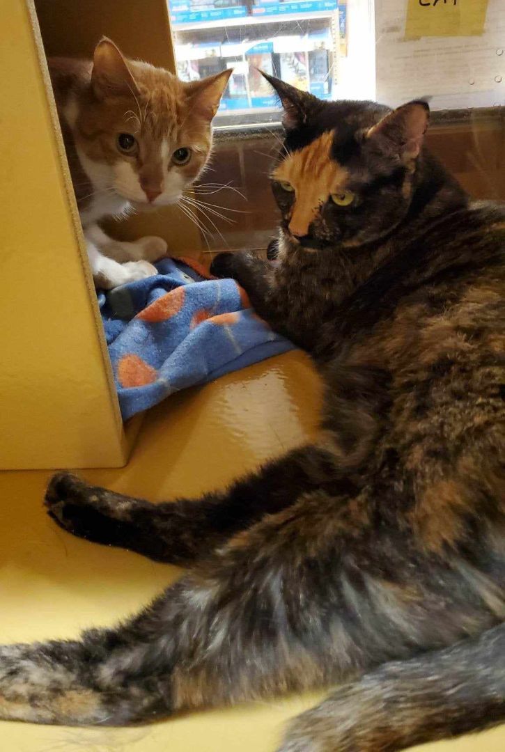 BEBE, a Adoptable mixed breed in HEMET, CA image 3/6