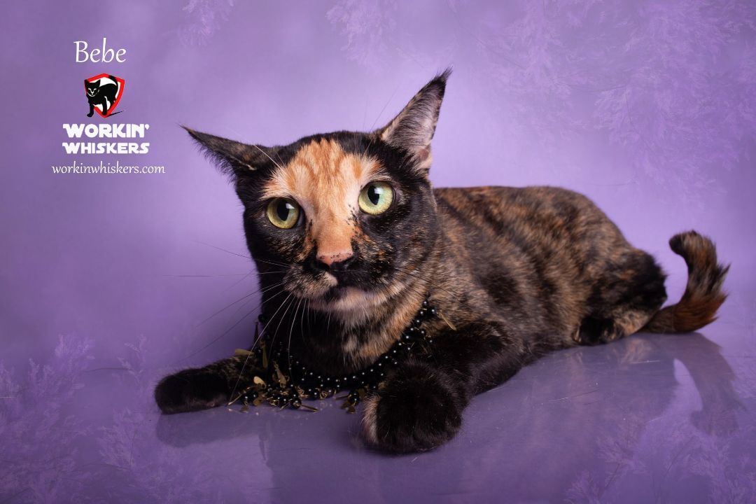 BEBE, a Adoptable mixed breed in HEMET, CA image 1/6