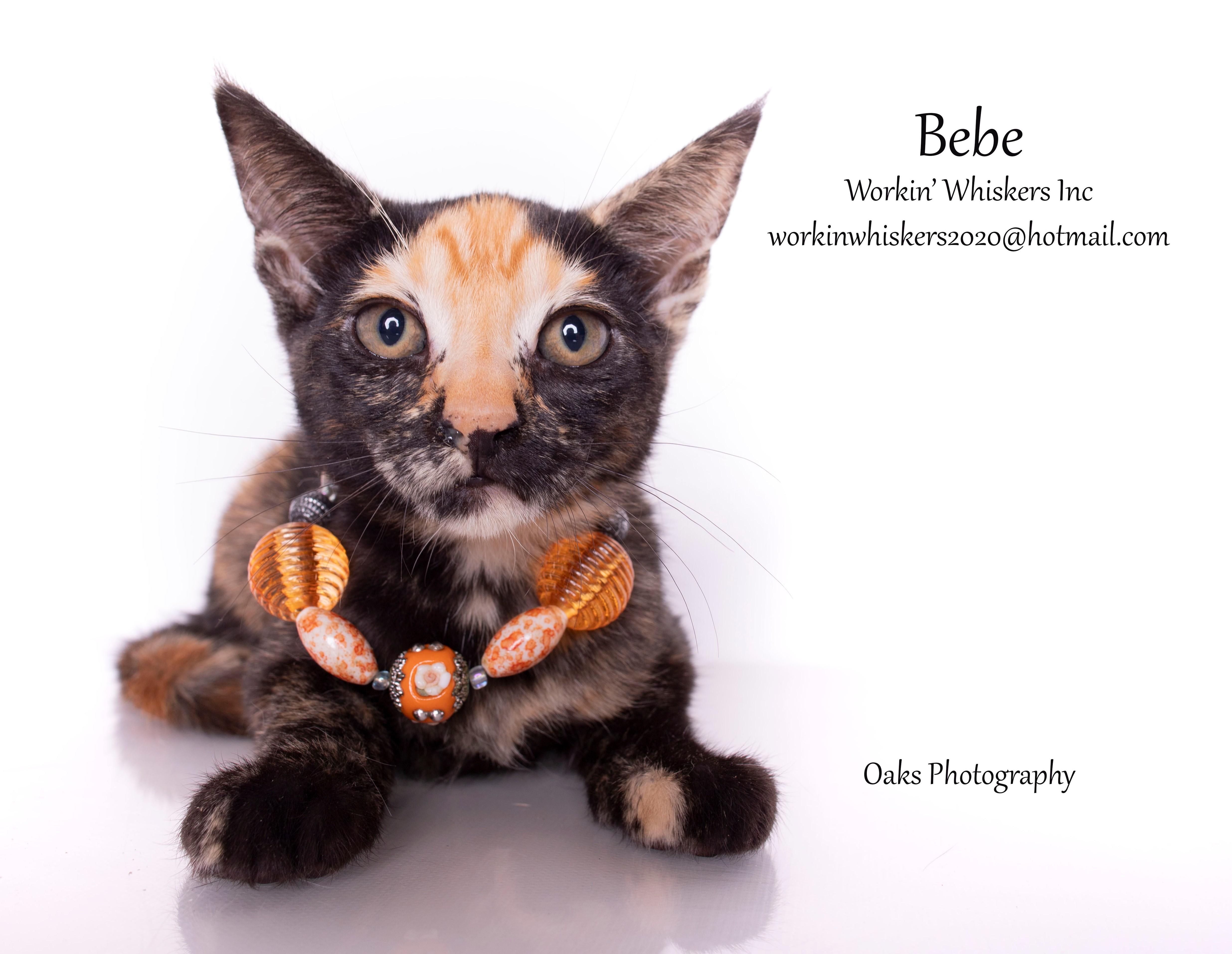 Enlarge BEBE, a Adoptable mixed breed in Murrieta, CA image 4/6